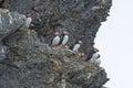 Puffin Colony Perched on a High Cliff