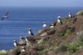 Puffin colony on the rock