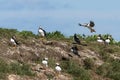 Puffin comes into land amonget the colony