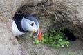 Puffin coming out of the safety of a burrow on a cliff