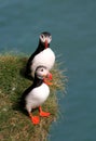 Puffin couple