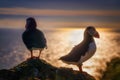 Puffin couple sunset Royalty Free Stock Photo