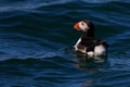 Puffin Cresting a Wave