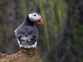 Puffin