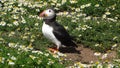 Atlantic puffin in daisy field of Skomer island