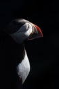 Portrait of a Puffin in Darkness Royalty Free Stock Photo