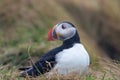 Puffin in Dyrholaey - Iceland