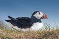 Puffin, Dyrholaey, Southern Iceland