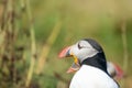 Puffin, Dyrholaey, Southern Iceland