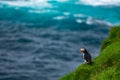Puffin at the edge of the cliff Royalty Free Stock Photo