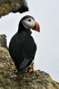 Puffin on the edge of a cliff. Royalty Free Stock Photo