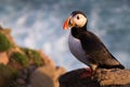 Puffin enjoying the evening light - Latrabjarg seacliffs Royalty Free Stock Photo