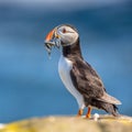 Puffin with fish in beak