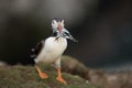 A puffin with a fish in its beak