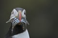 Puffin with fish on Skomer Island