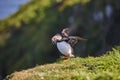 Puffin with fishes on his beak. Mykines cliffs. Faroe birdlife