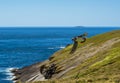 A Puffin in flight above Skomer Island, Wales