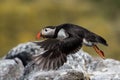 Puffin in flight, Farne islands, Scotland Royalty Free Stock Photo