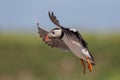 Puffin in flight, Farne islands, Scotland Royalty Free Stock Photo