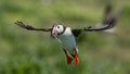 Puffin in flight, Farne islands, Scotland Royalty Free Stock Photo