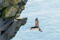 A puffin in flight from latrabjarg bird cliffs in the western part of iceland. Royalty Free Stock Photo