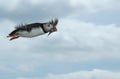 Puffin in flight with sand eels