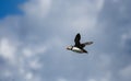 Puffin in flight Royalty Free Stock Photo