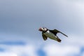 Puffin in flight Royalty Free Stock Photo