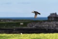 Puffin in flight Royalty Free Stock Photo