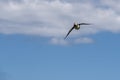 Puffin in flight Royalty Free Stock Photo