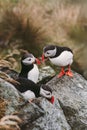 Puffin flock, birdwatching in Norway. Atlantic puffins seabirds wildlife nature cute birds Royalty Free Stock Photo