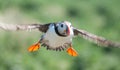 Puffin flying