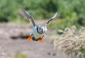 Puffin flying