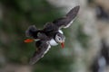Puffin Flying down the Bempton Cliff