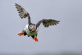 Puffin flying on the Farne Islands