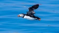 Puffin flying outdoor fratercula arctica Royalty Free Stock Photo