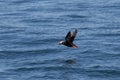 Puffin flying over water