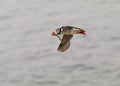 Puffin flying with Sandeels