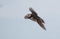 Puffin flying with sandeels