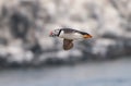 Puffin flying with sandeels