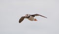 Puffin flying with sandeels