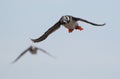 Puffin flying with sandeels