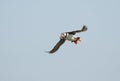 Puffin flying with sandeels