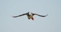 Puffin flying with sandeels