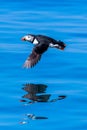 Puffin flying outdoor fratercula arctica Royalty Free Stock Photo