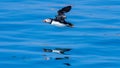 Puffin flying outdoor fratercula arctica Royalty Free Stock Photo