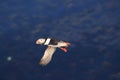 puffin flying & x28;fratercula arctica& x29; iceland