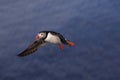 puffin flying & x28;fratercula arctica& x29; iceland