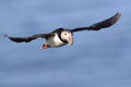 puffin flying & x28;fratercula arctica& x29; iceland