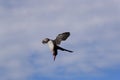 puffin flying & x28;fratercula arctica& x29; iceland